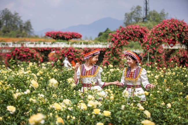 Độc đáo đồi hoa anh đào giữa núi rừng Tây Bắc
