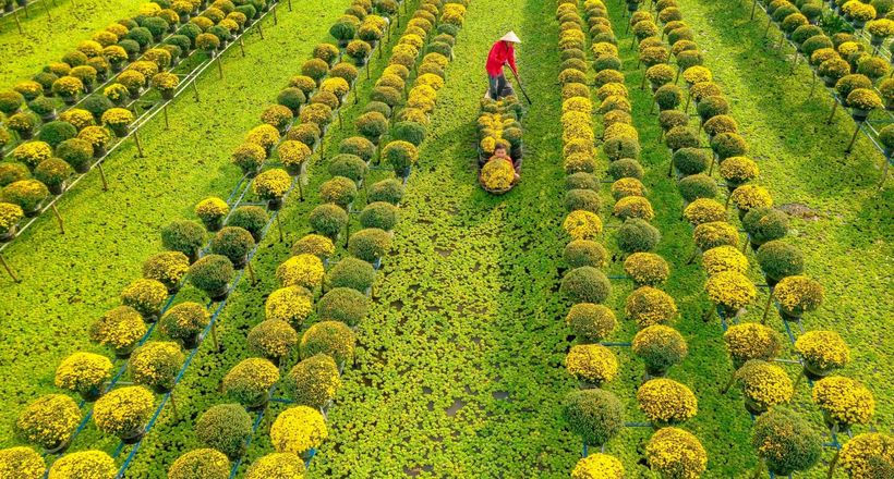 Du lịch Đồng Tháp có gì chơi? Top điểm đến đẹp mê hồn