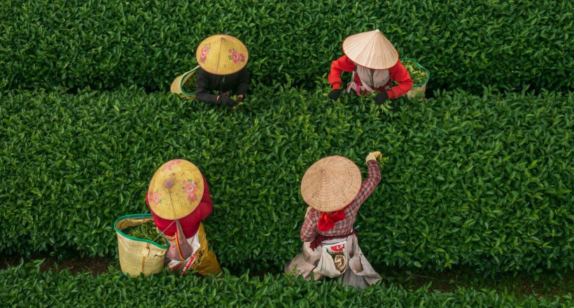 Mộc Châu–Vùng đất của những lá trà nhất phẩm