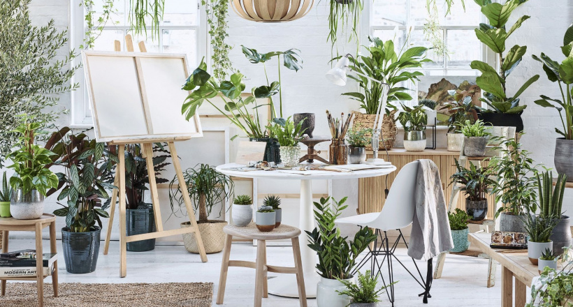 Chọn cây hợp mệnh: Gia tăng vượng khí cho không gian sống