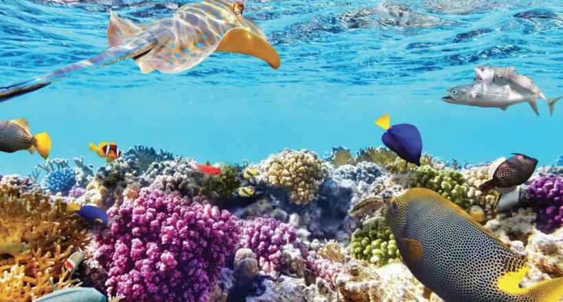 San hô: Những khu rừng sặc sỡ nơi đáy đại dương