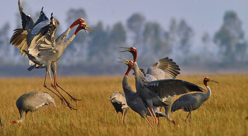 Du lịch Đồng Tháp – Đòn bẩy giúp người dân vươn lên làm giàu