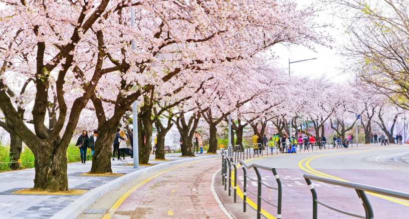 Top 3 tour Hàn Quốc ngắm hoa anh đào 2026 được yêu thích