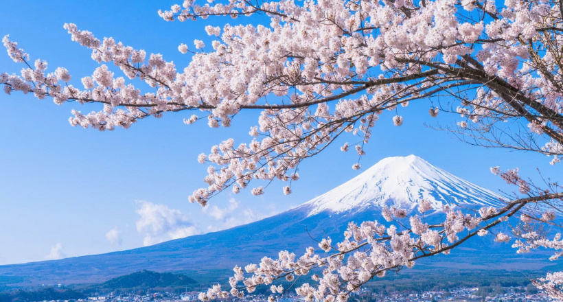 Top 5 tour Nhật Bản ngắm hoa anh đào lý tưởng 2026