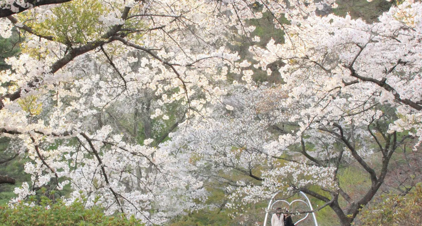 Địa điểm ngắm hoa anh đào Nhật Bản tuyệt đẹp ít người biết: Tỉnh Akita