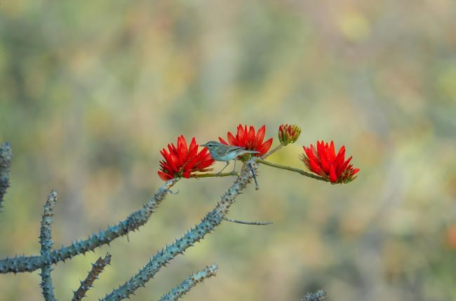 Mùa hoa tháng 3 và bản đồ trải nghiệm cảnh quan từ Bắc tới ‘nóc nhà Nam Bộ'