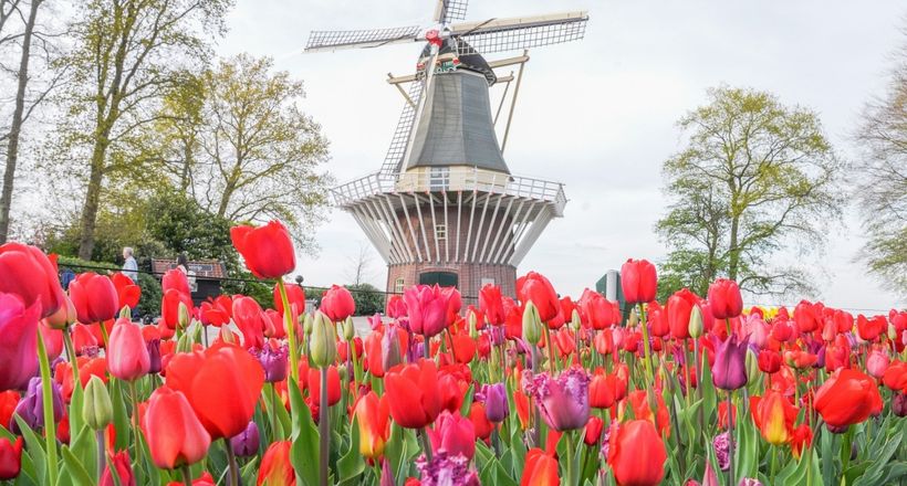 Lễ hội hoa tulip Keukenhof 2026 ở Hà Lan có gì đặc sắc?