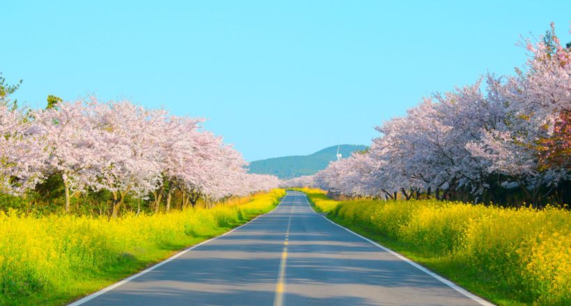 Mùa hoa anh đào Hàn Quốc 2026: lịch nở hoa và những lễ hội nổi tiếng