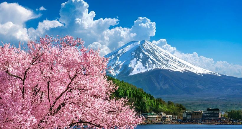 Tham khảo lịch nở hoa anh đào Nhật Bản 2026
