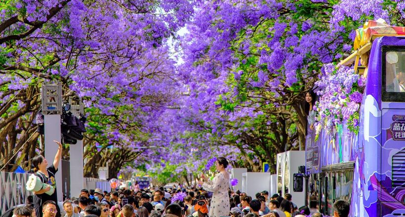 Du lịch Côn Minh tháng 4 có gì? Kinh nghiệm săn mùa hoa phượng tím đẹp nhất