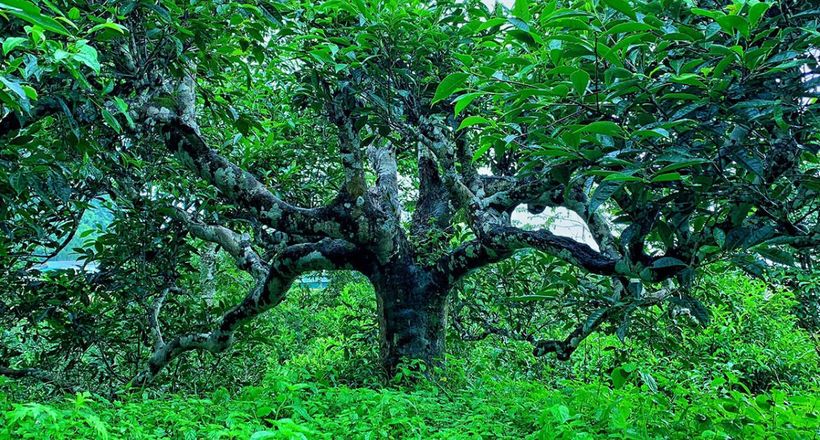 Tinh hoa trà Hoàng Su Phì: Hương rừng, vị núi, hồn đất