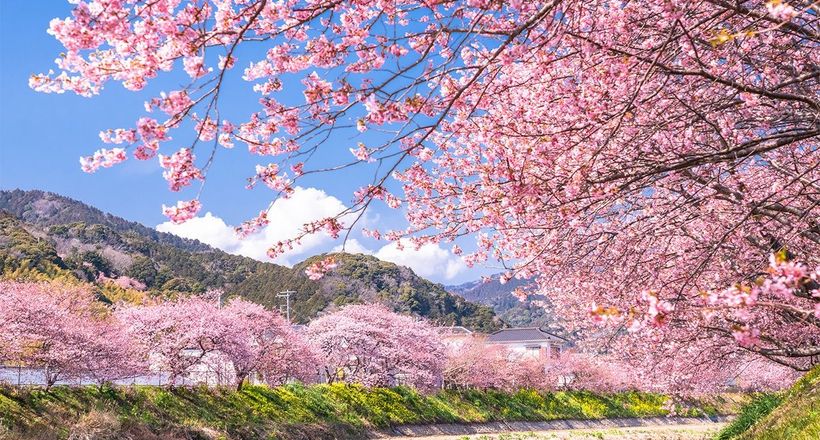 6 lưu ý khi săn hoa anh đào châu Á để không lỡ mùa đẹp nhất