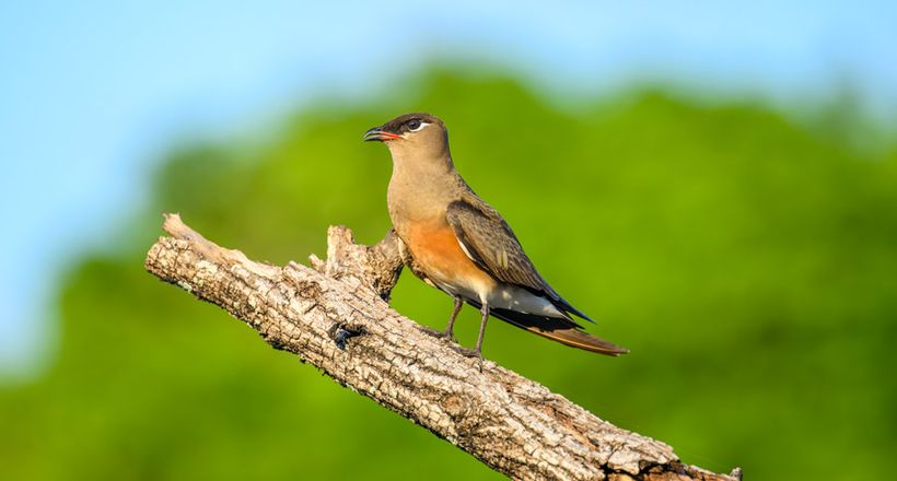Top 11 điểm du lịch ngắm chim đẹp nhất thế giới