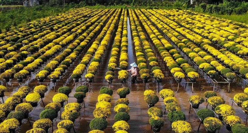 Sắc xuân miền Nam qua những làng hoa