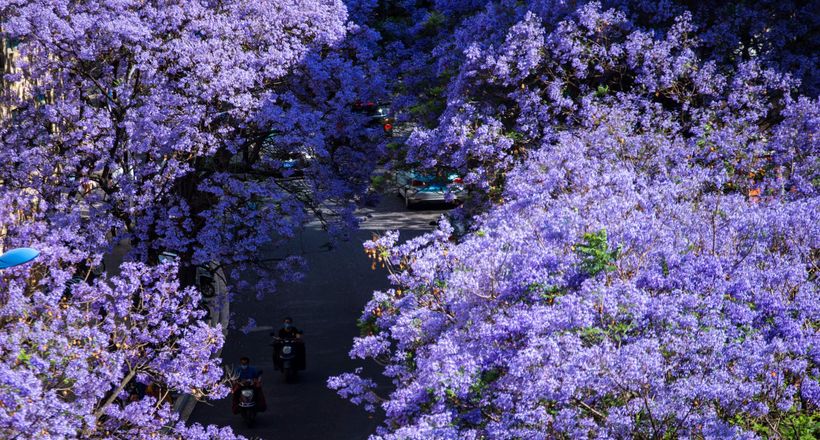 Mùa phượng tím ở Côn Minh – khi cả thành phố chìm trong sắc tím mê hoặc