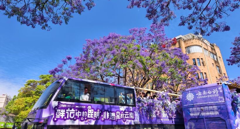 Top 3 tour Côn Minh ngắm hoa phượng tím khởi hành từ Hà Nội