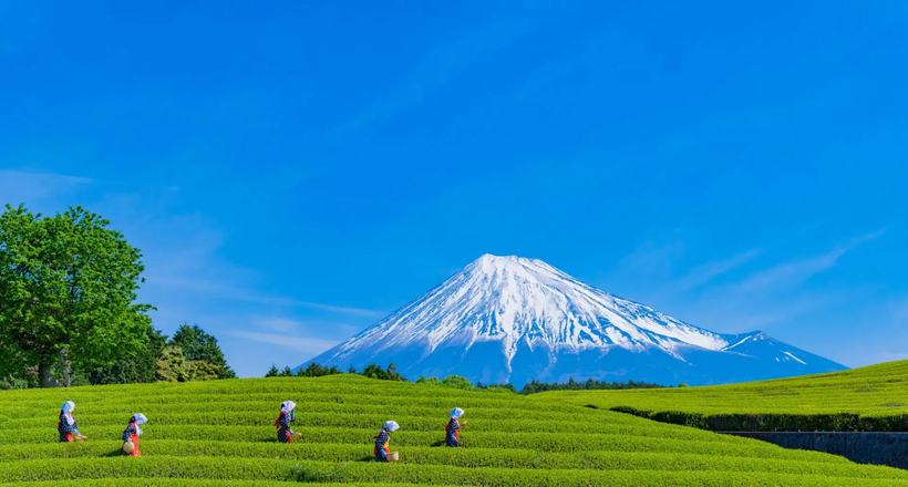 Top 4 tour Nhật Bản giá cực tốt cho mùa hè chỉ từ 21.499.000 VND/khách