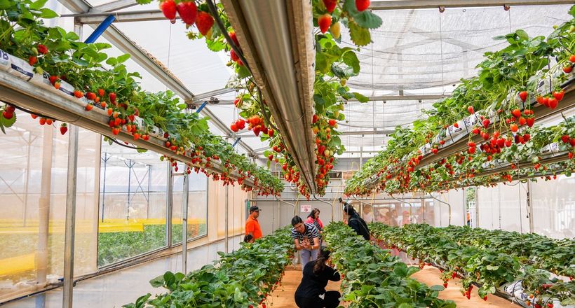 Du lịch Đà Lạt mùa trái cây: Ăn gì – đi đâu – mua gì về làm quà?