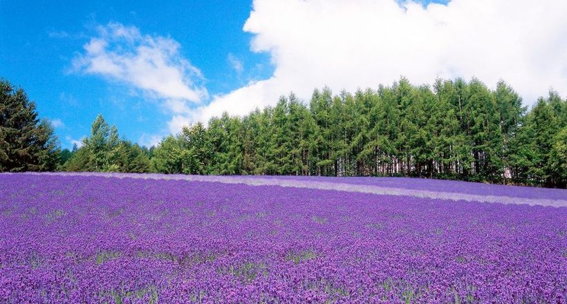 Top 4 tour Hokkaido – Nhật Bản nổi bật không thể bỏ lỡ mùa hè này