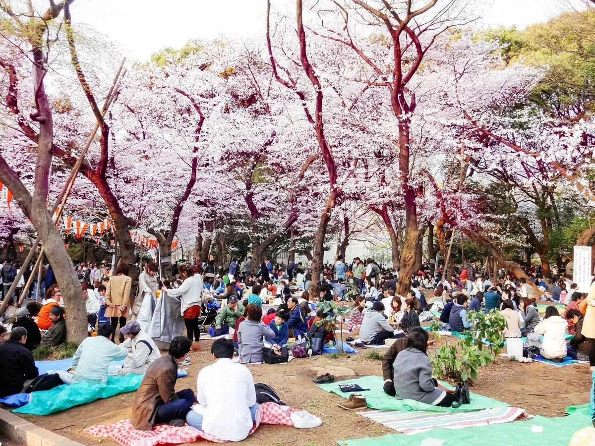 Khám phá lễ hội hoa anh đào Hanami tại Nhật Bản - 2