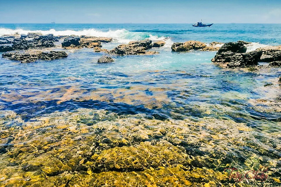 Đẹp hút hồn mùa biển rong rêu - 1