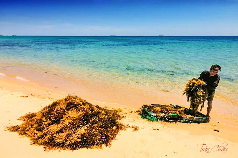 Đẹp hút hồn mùa biển rong rêu - 5