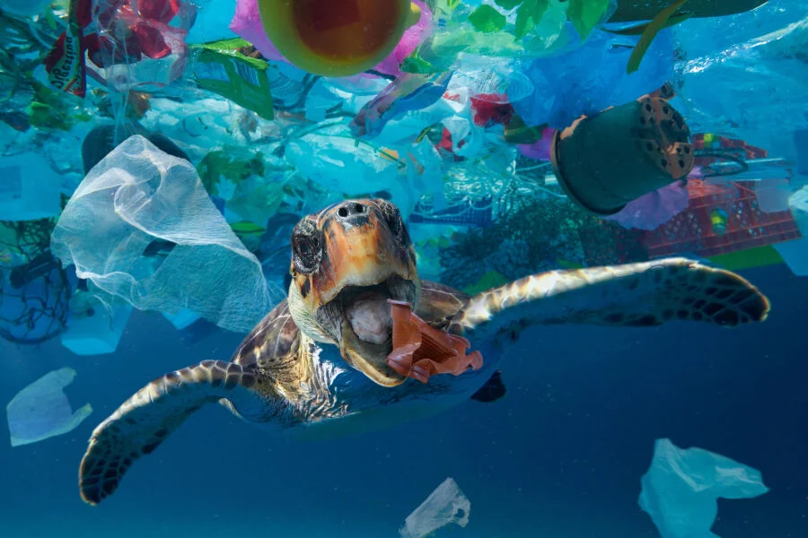Những bộ phim Netflix sẽ làm thay đổi nhận thức của bạn về Trái Đất - 11