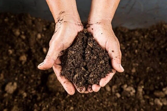 Tuyệt chiêu dùng sữa hết hạn chăm sóc khu vườn của bạn-7