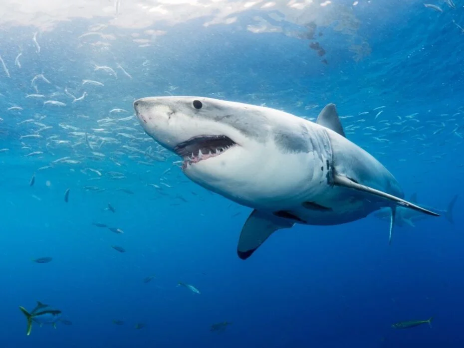 great-white-shark_ulysse-nardin-2-930x698.jpeg