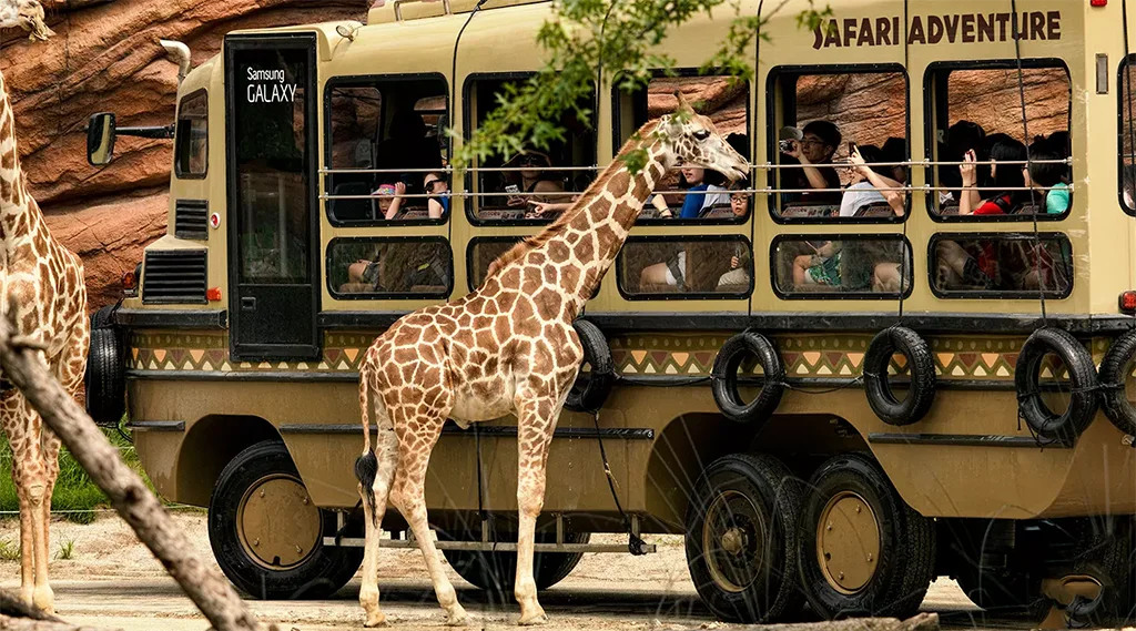 Everland - Công viên giải trí hàng đầu Hàn Quốc