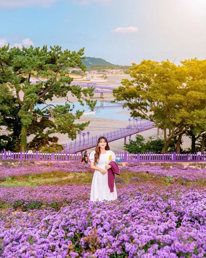 dao-tim-purple-island-han-quoc-1