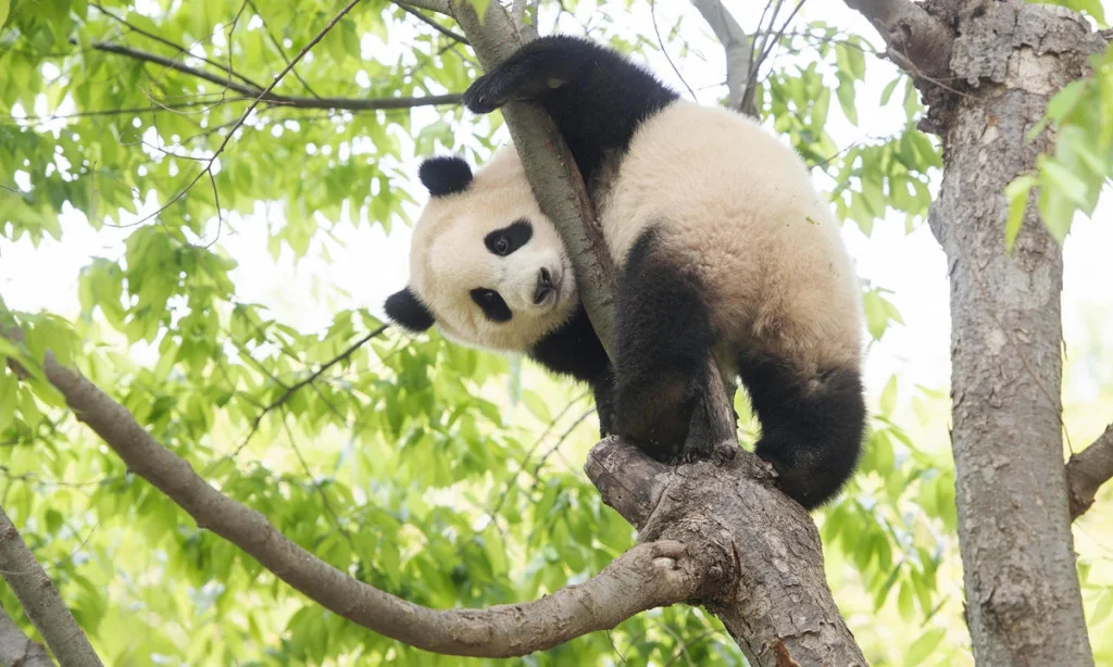 Gấu trúc Fubao