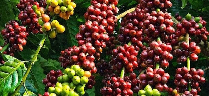 “Càn quét” 10+ món ngon Gia Lai, đặc sản Pleiku siêu hấp dẫn