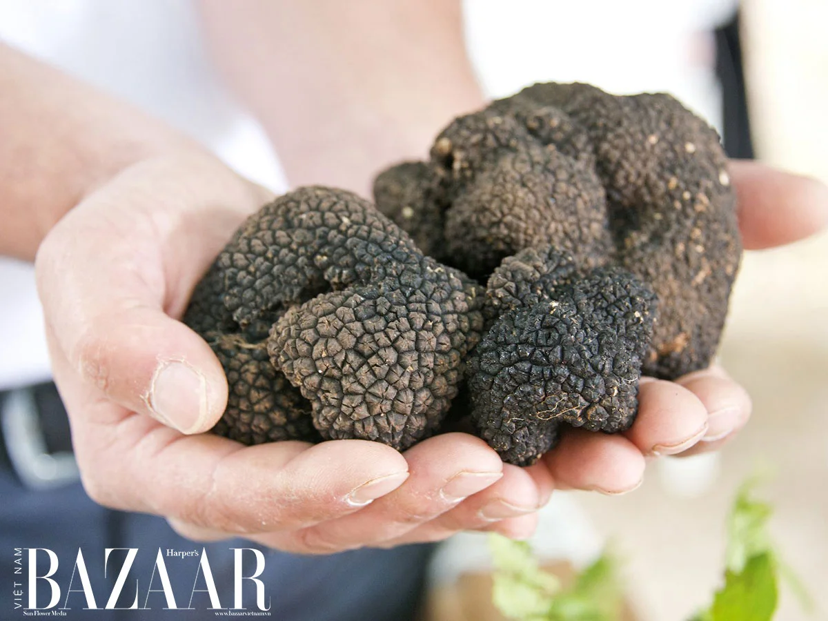 Nấm Truffle là gì và vì sao món ăn này đắt hơn vàng?