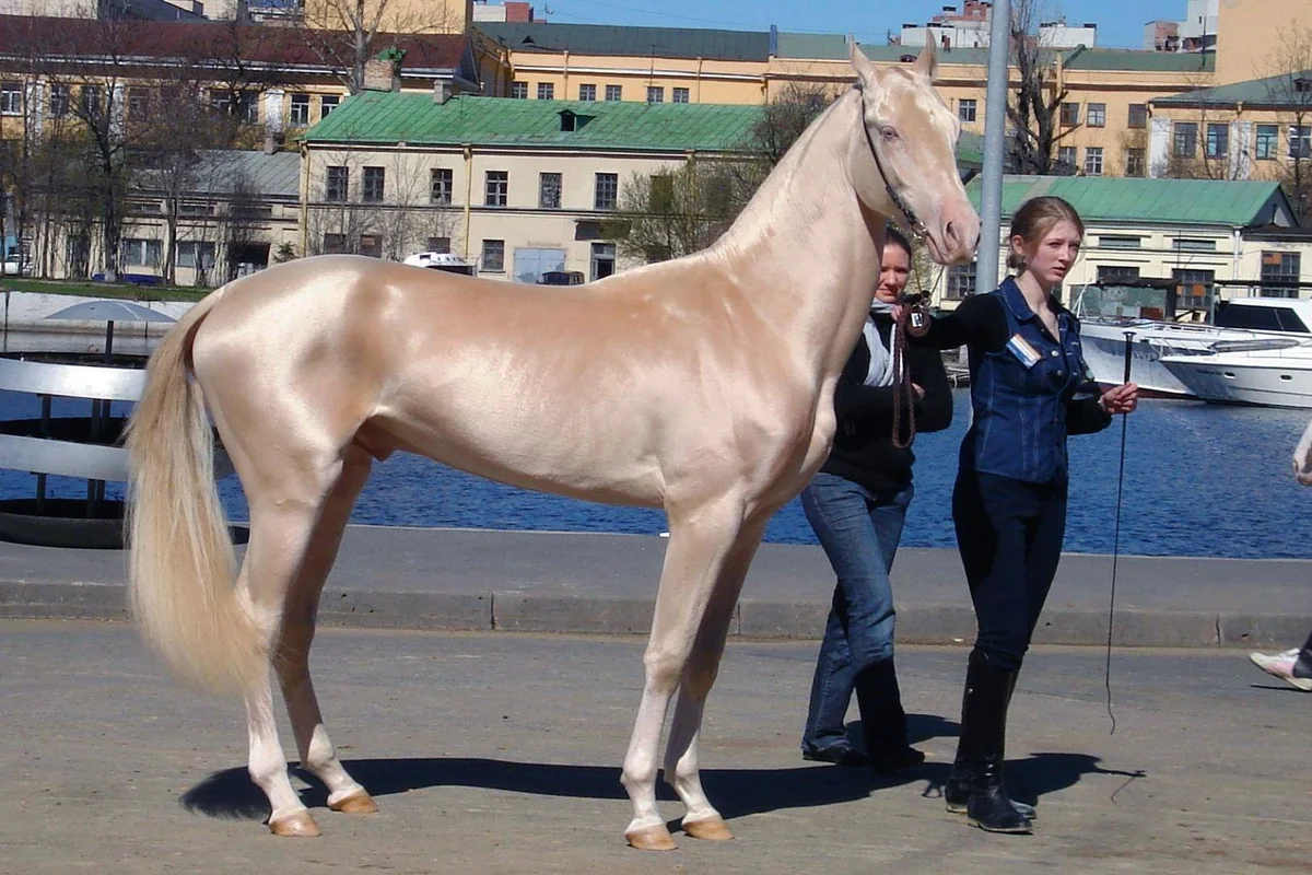 giống ngựa quý Akhal-Teke