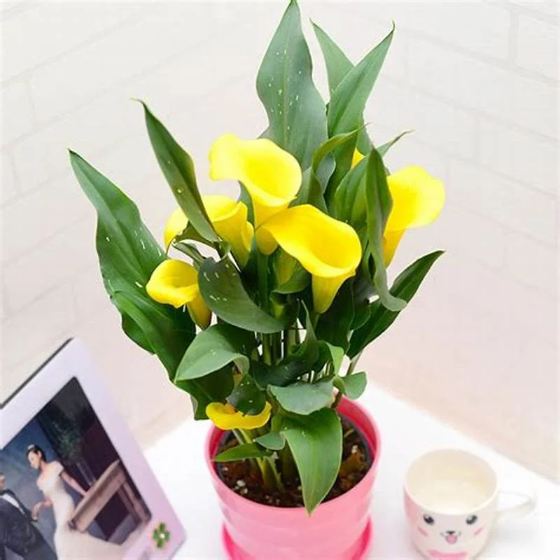 Loài hoa “đỏng đảnh” nhưng nhất định phải cắm vào mùa hè