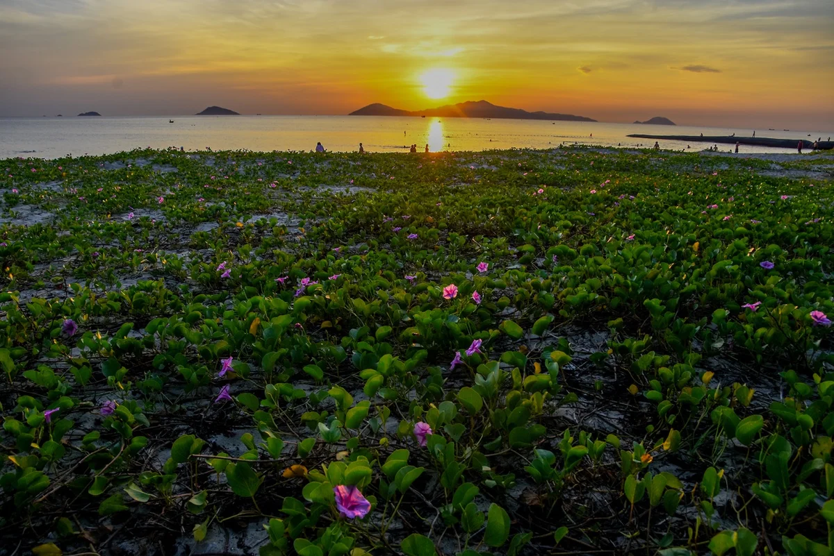 Du lịch Hội An 