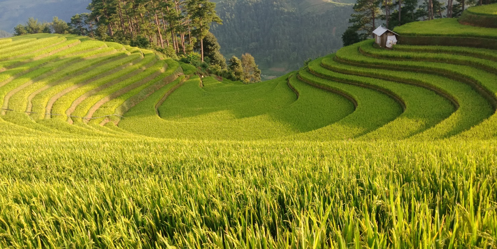 Du lịch Mù Cang Chải