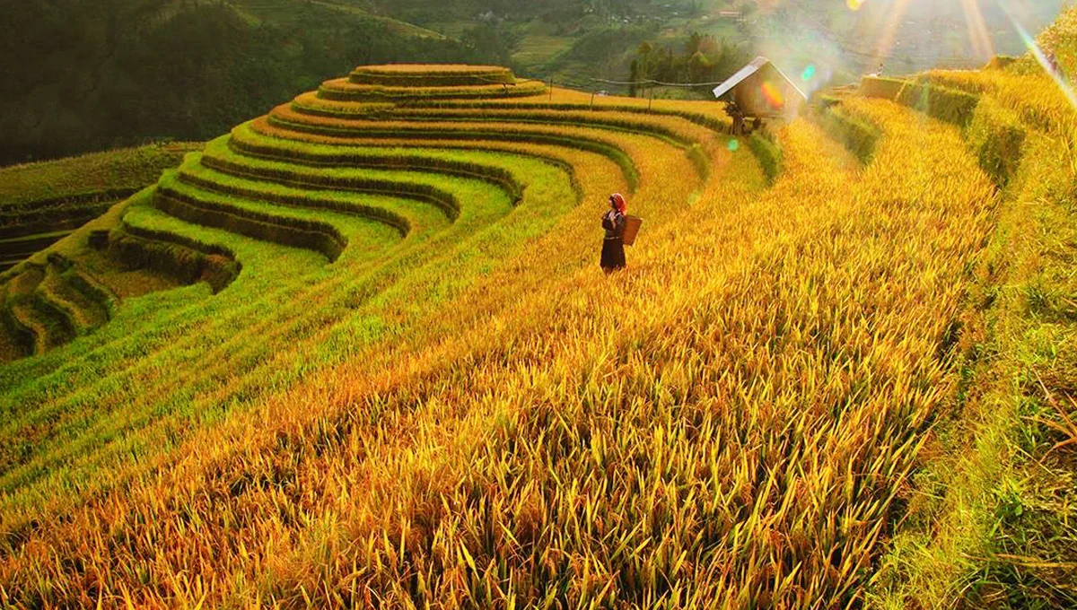 Du lịch Mù Cang Chải