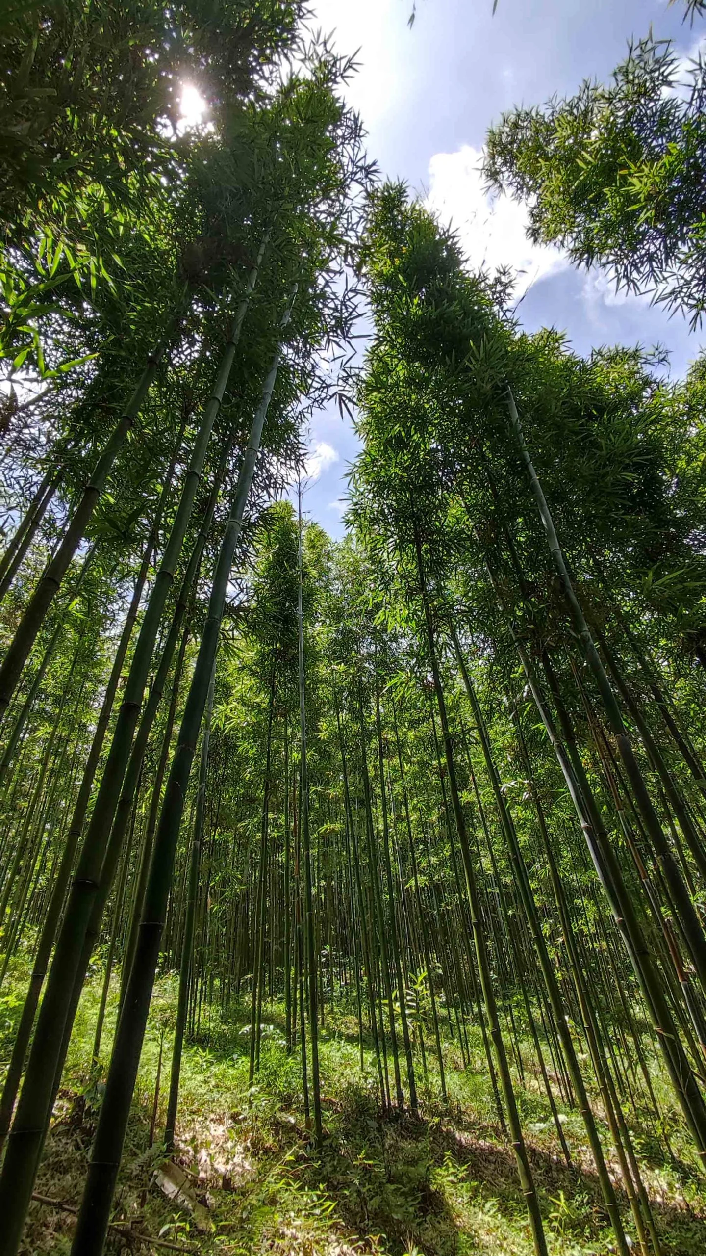 Du lịch Pù Luông