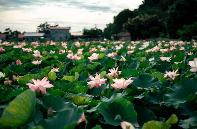 Du lịch Ninh Bình