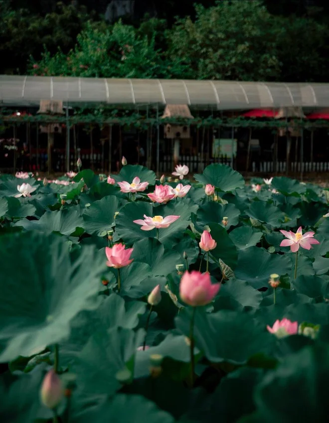 Du lịch Ninh Bình