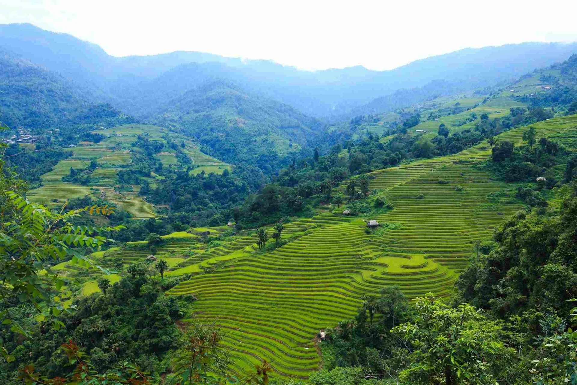 Hoàng Su Phì Hà Giang