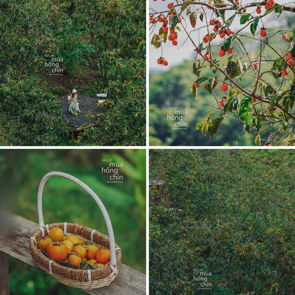 Mùa hồng Đà Lạt