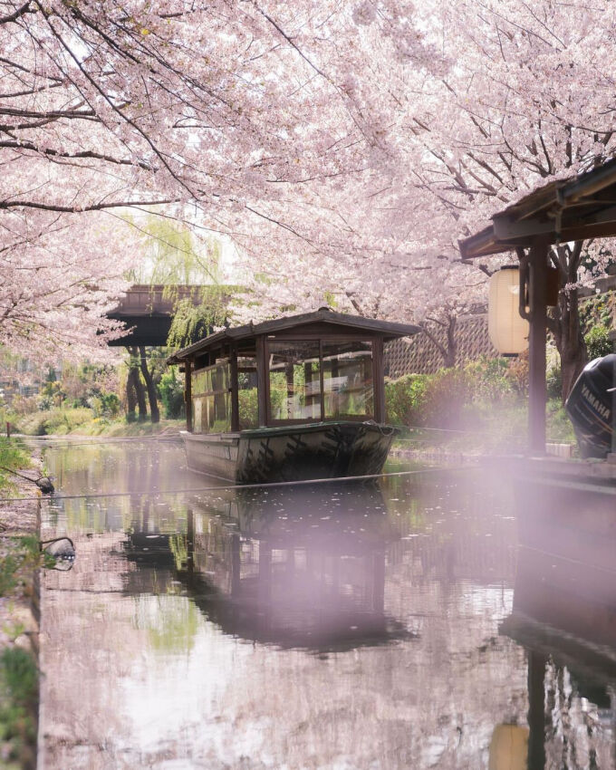 Khám phá lễ hội hoa anh đào Hanami tại Nhật Bản - 1