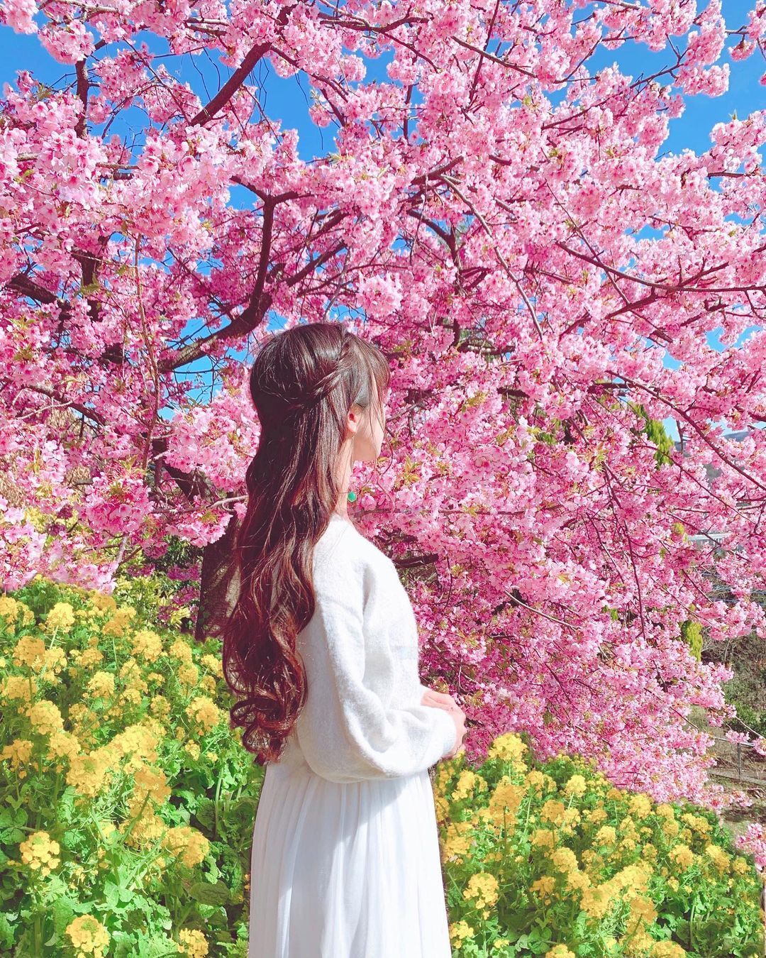Khám phá lễ hội hoa anh đào Hanami tại Nhật Bản - 5