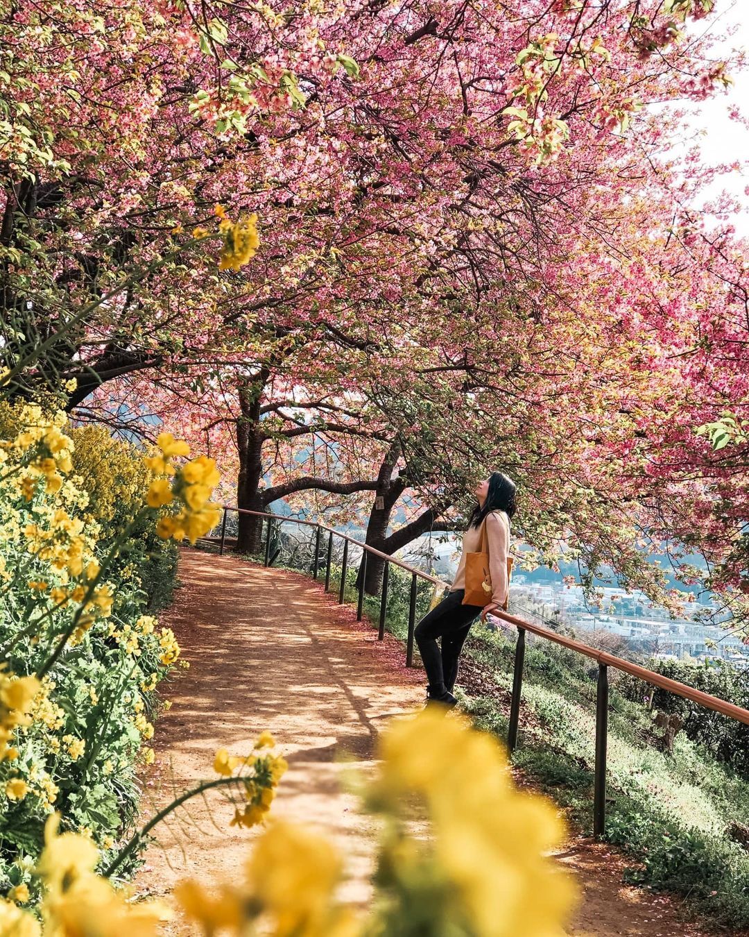 Khám phá lễ hội hoa anh đào Hanami tại Nhật Bản - 7