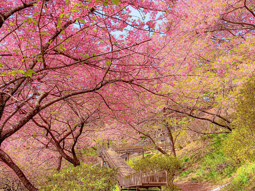 Khám phá lễ hội hoa anh đào Hanami tại Nhật Bản - 9