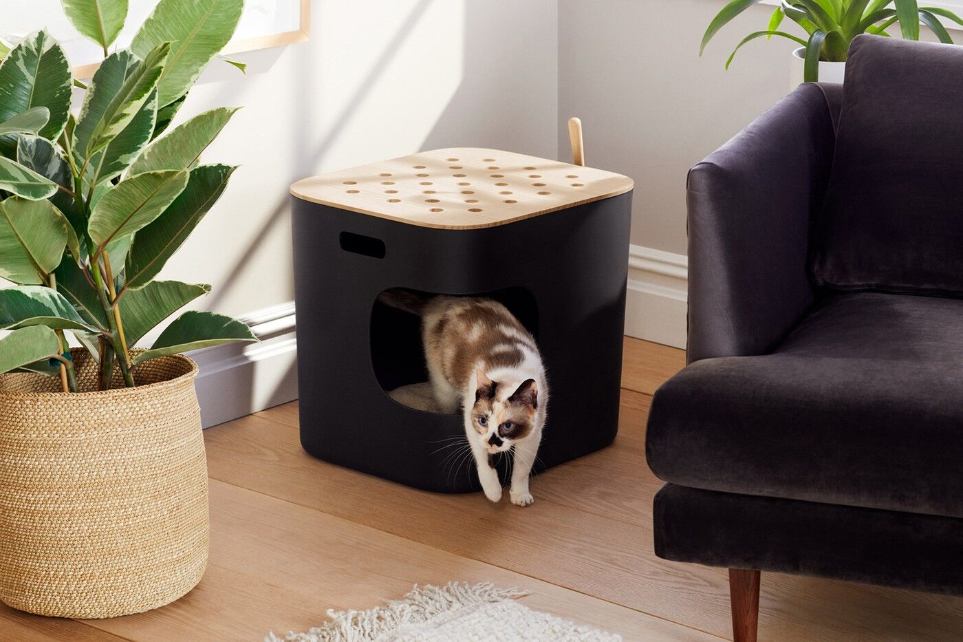 Jason Wu Cat Person