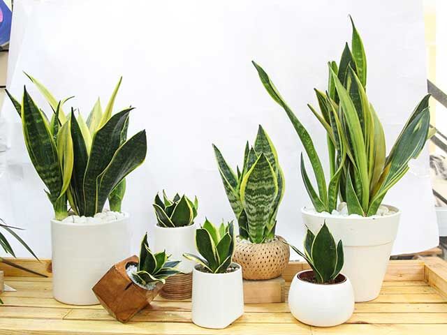 cây lưỡi hổ